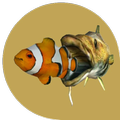 在线balık oyunu