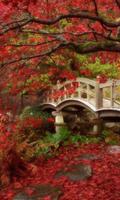 Bridges Jigsaw Puzzles plakat