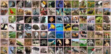 100 Animal sounds & pictures