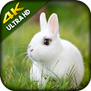 Rabbit Wallpaper - Cute Rabbit Wallpaper APK