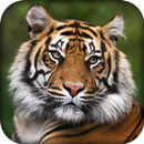🐯 Tiger Wallpaper 🐯 - White Tiger Wallpaper HD APK