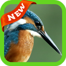 Kingfisher Wallpaper APK