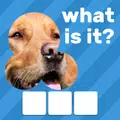 Zoom Quiz