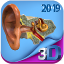 Human Ear anatomy APK