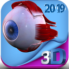 Human eye anatomy 3D icône