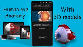 Human eye anatomy 3D постер