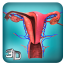 Female Reproductive System: Internal Organs 3D APK
