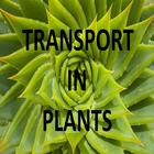 Transport In Plants Notes icône