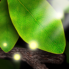 Tap Leaves Live Wallpaper 圖標