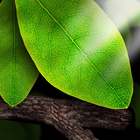 Tap Leaves Free Live Wallpaper icon