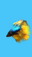 Betta Fish 3D Lite Affiche