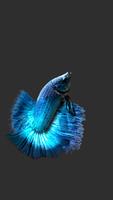 Betta Fish 3D Lite capture d'écran 1