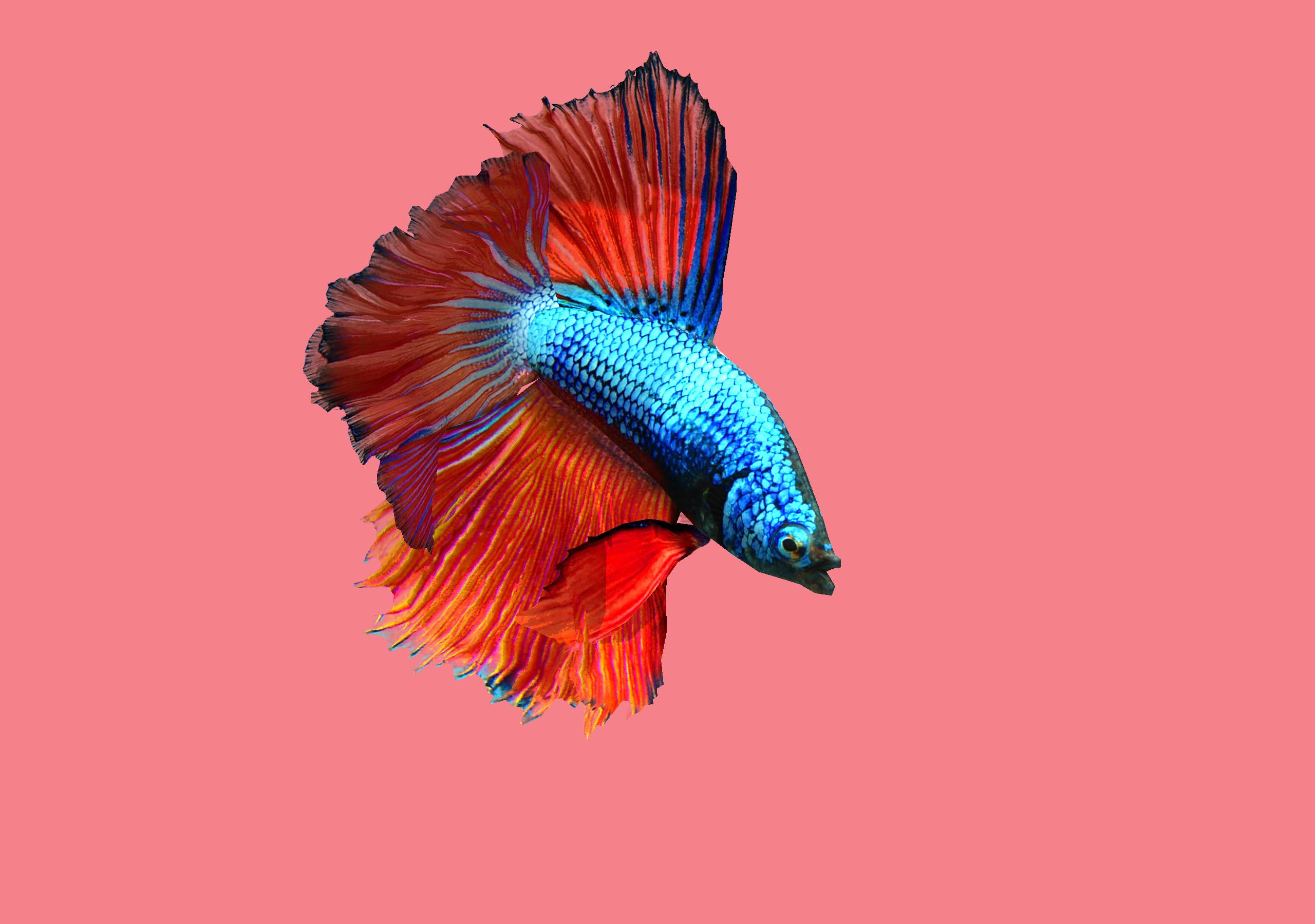 Betta Fish 3D - 3D Live Wallpaper für Android - APK herunterladen