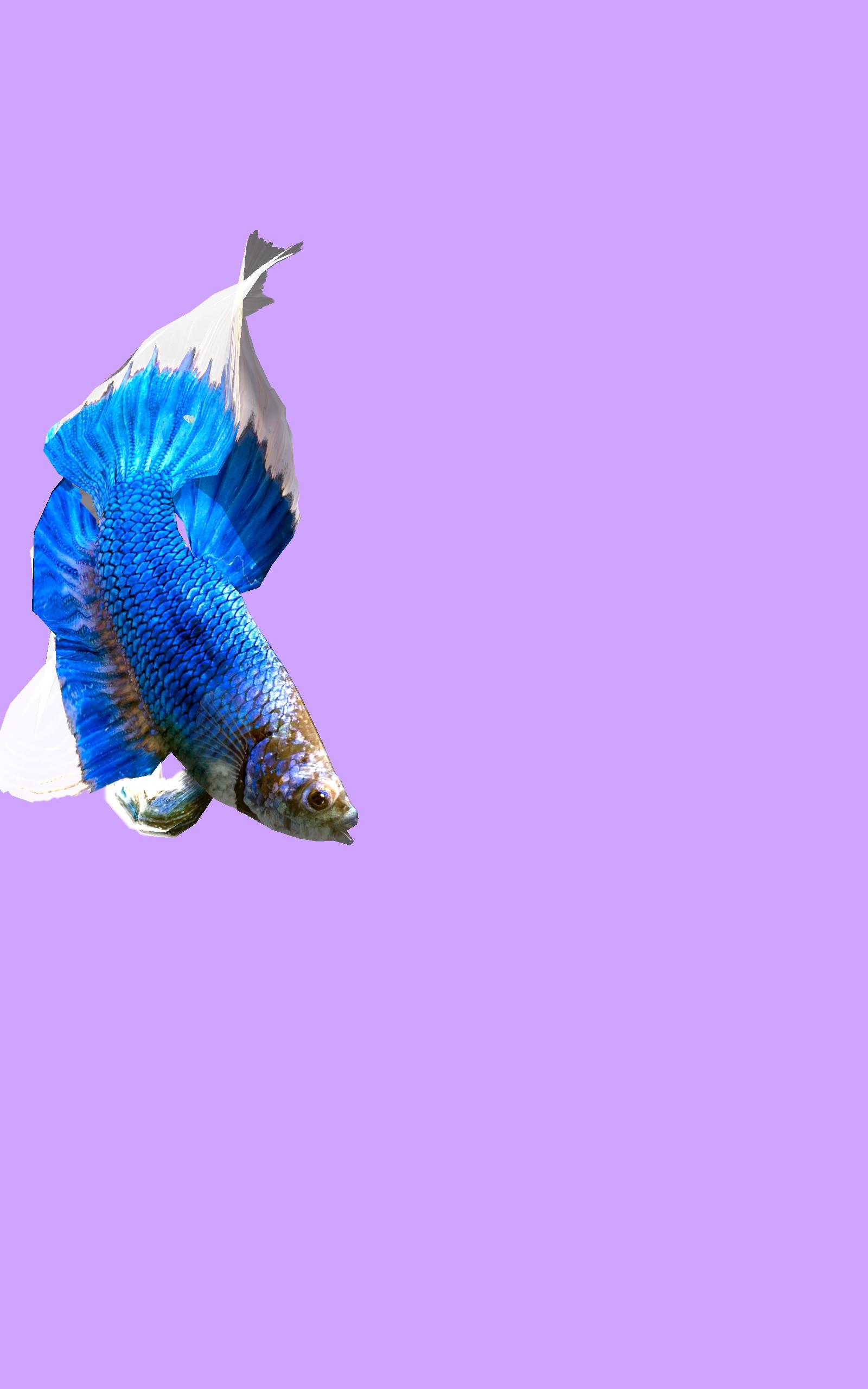 Betta Fish 3D - 3D Live Wallpaper für Android - APK herunterladen