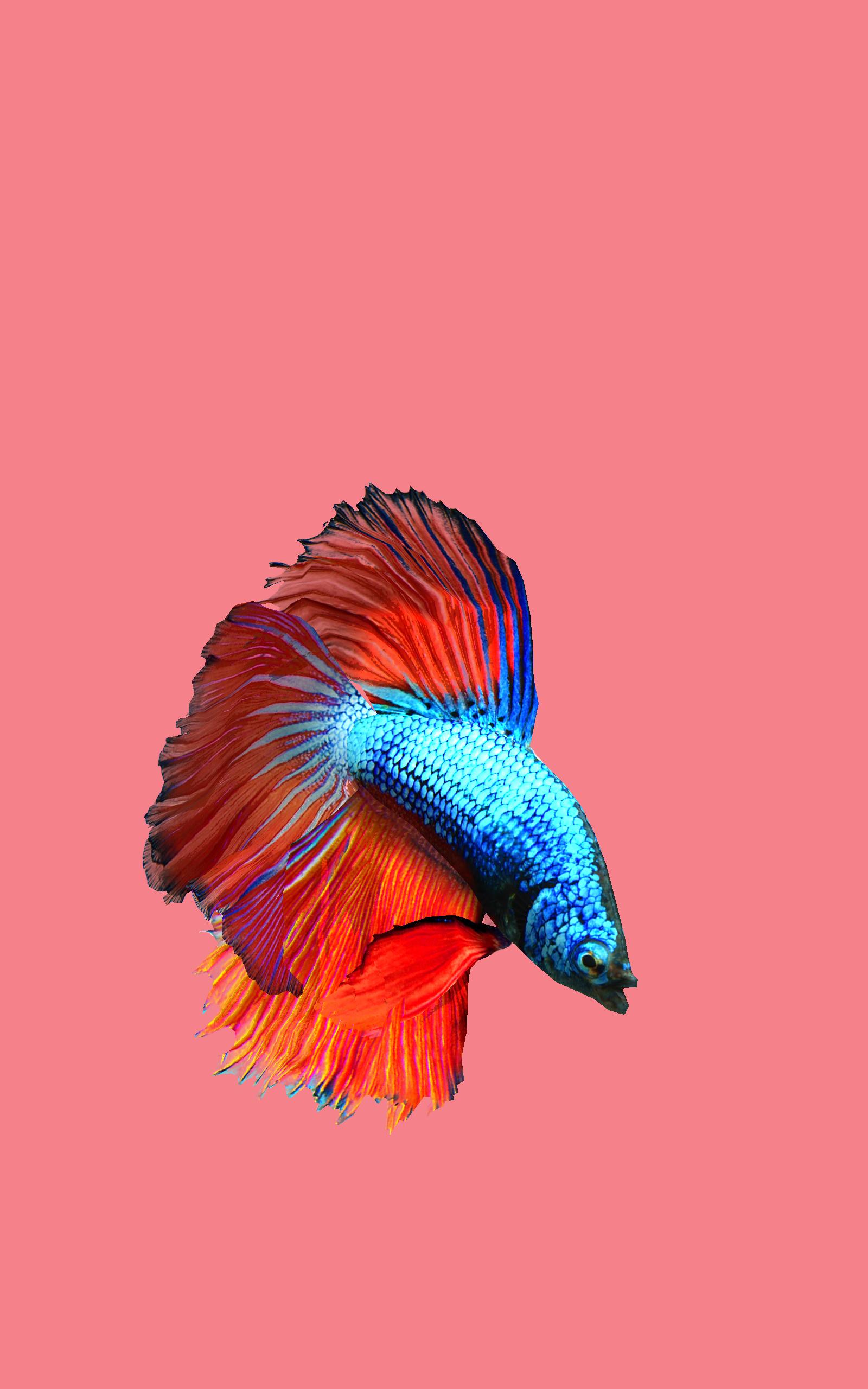Betta Fish 3D - 3D Live Wallpaper für Android - APK herunterladen