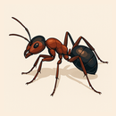 APK Insects Quiz