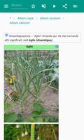 3 Schermata Anelli di cipolla