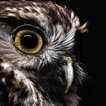 Ruru