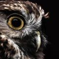 Ruru