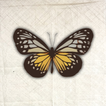 Bugs, Insects & Sea Creatures