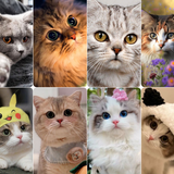 Обои котенка иконка
