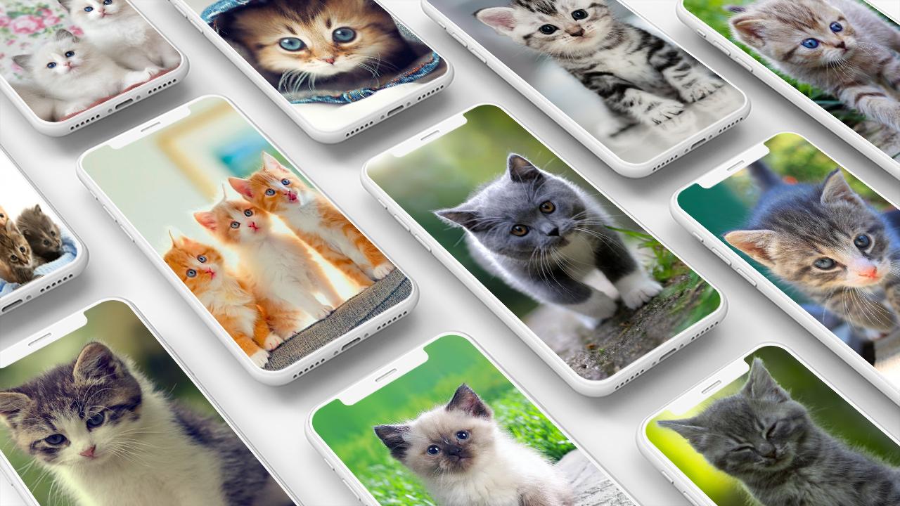 Android 用の 子猫の壁紙 Apk をダウンロード