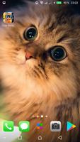 Kawaii Cats Wallpapers - Cute  ảnh chụp màn hình 1