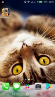 Kawaii Cats Wallpapers - Cute  ảnh chụp màn hình 3