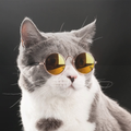 Fotos Fofas de Gatinhos para Papel de Parede