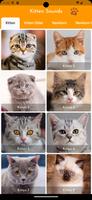 Sons Chatons Affiche