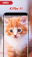 Kitten Wallpapers تصوير الشاشة 1