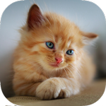 Kitten Wallpapers icon