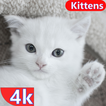 Kitten Wallpaper & Cat Images