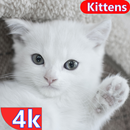 Kitten Wallpaper & Cat Images APK