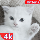 Kitten Wallpaper & Cat Images icône