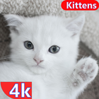 Kitten Wallpaper & Cat Images ícone