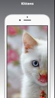 Kitten Wallpaper & Cat Images Affiche