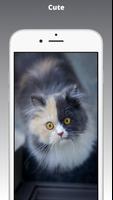 Kitten Wallpaper & Cat Images imagem de tela 1