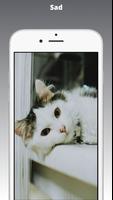 Kitten Wallpaper & Cat Images capture d'écran 2