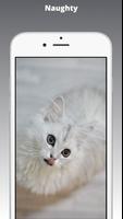Kitten Wallpaper & Cat Images capture d'écran 3