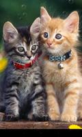 برنامه‌نما Double Cat عکس از صفحه