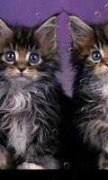 برنامه‌نما Double Cat عکس از صفحه