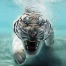 Tiger Live Wallpaper APK