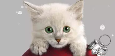 Xmas Cat Live Wallpaper