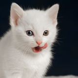 Cat آئیکن