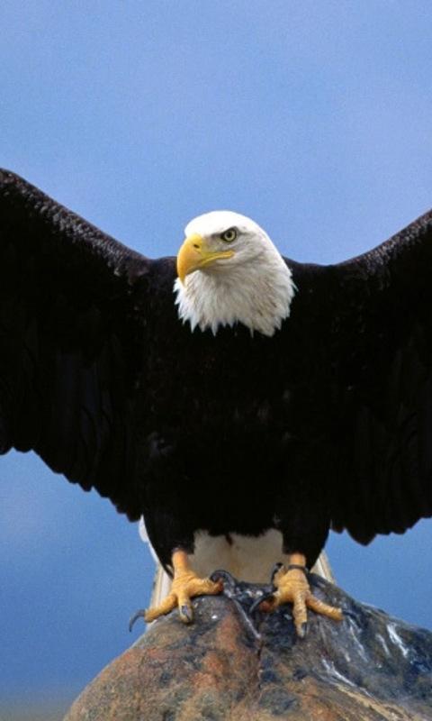 Eagle APK for Android Download