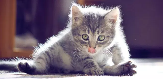 Funny Cat Live Wallpaper