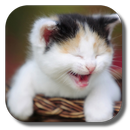 Funny Cat Live Wallpaper APK