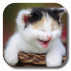 Funny Cat icon