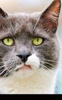engraçado do gato imagem de tela 2